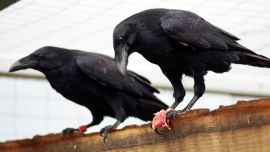 Según los investigadores, los cuervos son animales extremadamente inteligentes, tanto como los primates.