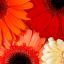 Colores: Los más habituales de la gerbera son rojo, naranja, amarillo, rosa y blanco.