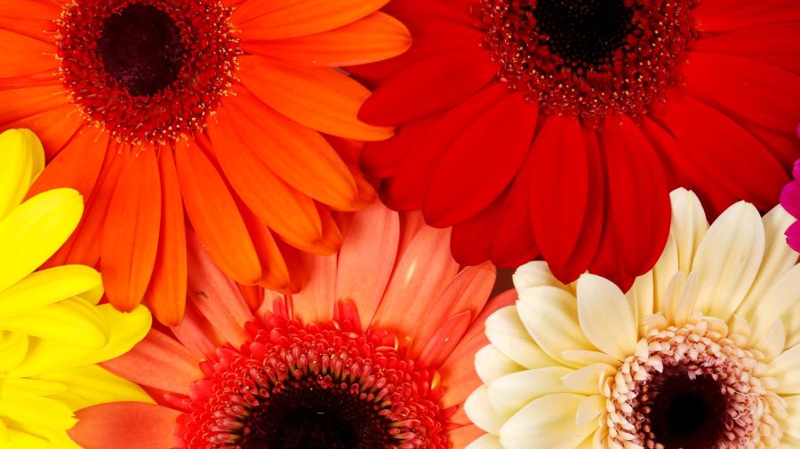 Colores: Los más habituales de la gerbera son rojo, naranja, amarillo, rosa y blanco.
