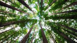 ¿En qué países se deberían cultivar más bosques para combatir el cambio climático?