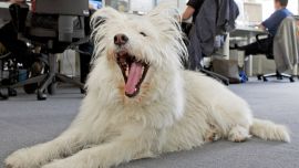 ¿Mal aliento? En ese caso conviene siempre consultar al veterinario. Foto: Uwe Anspach/dpa