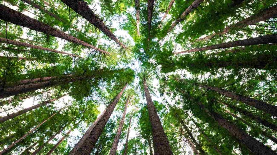 ¿En qué países se deberían cultivar más bosques para combatir el cambio climático?