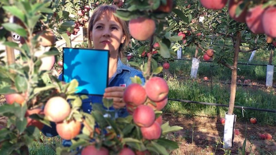 Para anticipar rendimientos, es necesario conocer la cantidad de frutos por árbol y su tamaño.