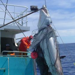 La venta de tiburones genera ingresos cercanos a los 1.000 millones de dólares.