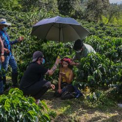 La actriz colombiana Laura Londoño lee un guión en su teléfono móvil durante la producción de una nueva versión de la telenovela colombiana Café en el municipio de Chinchina, Departamento de Caldas, Colombia, en medio de la pandemia del coronavirus COVID-19. | Foto:Joaquín Sarmiento / AFP