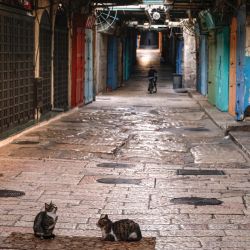 Los gatos se sientan junto a las tiendas cerradas en la ciudad vieja de Jerusalén, durante el tercer cierre del coronavirus COVID-19 de Israel. | Foto:Menahem Kahana / AFP