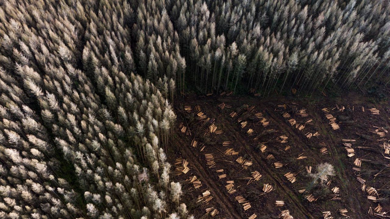 Troncos de árboles podados yacen en el suelo en una zona forestal. Para evitar una mayor propagación del escarabajo de la corteza invasor, hubo que talar los árboles infestados. | Foto:Lino Mirgeler / DPA