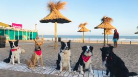 Para pasar un inolvidable día de playa con nuestras mascotas hay que tomar ciertos recaudos..