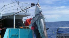 La venta de tiburones genera ingresos cercanos a los 1.000 millones de dólares.