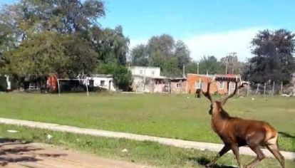 Ciervos sueltos en Marcos Paz