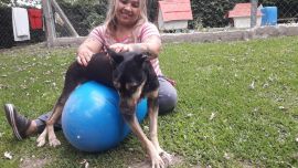 En el lugar que fue fundado en 2006 por Alicia Barreto viven más de 200 animales rescatados de la calle.