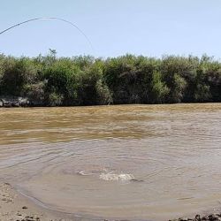 Pesca de tarariras en el río Dulce, Santiago del Estero