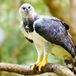 El águila arpía es una de las especies de águilas más grandes del planeta.