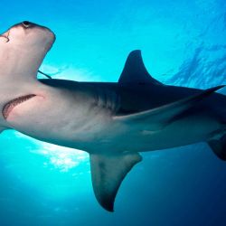 No es habitual encontrar esta variedad de tiburones en las playas de Florida, menos a esta altura del año.