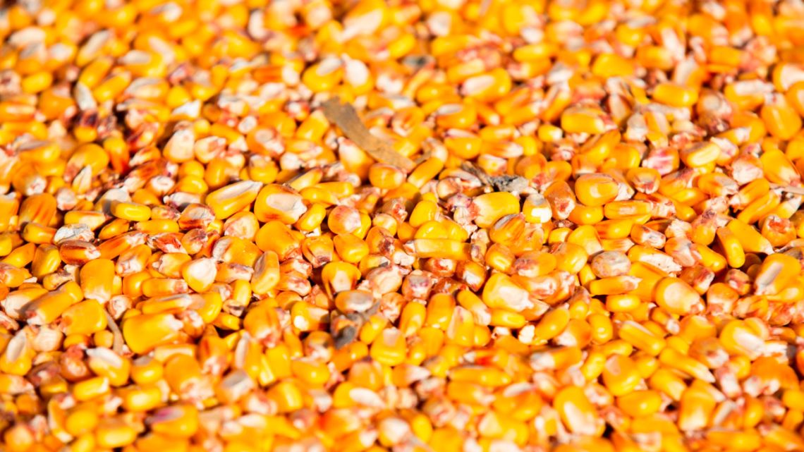 Experts say the danger to global corn production is clear and present.