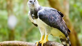 El águila arpía es una de las especies de águilas más grandes del planeta.