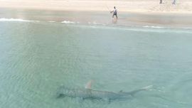 La presencia del gigantesco en las cercanías de la playa preocupó a los desprevenidos bañistas.