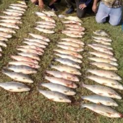 La pesca indiscriminada de bogas en Berisso puede llevar a la extinción de la especie en esta zona