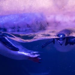 Pingüinos papúa y pingüinos de barbijo conviven en un ambiente antártico recreado en el Acuario Inbursa, en la Ciudad de México. | Foto:Pedro Pardo / AFP