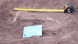 Se trataría de un saurópodo, un herbívoro que habitó la zona hace 140 millones de años.