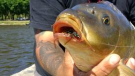 Por qué la carpa es un pez ecológicamente dañino