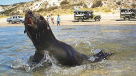 Lobos marinos sobre el mar, camino a El Sótano.