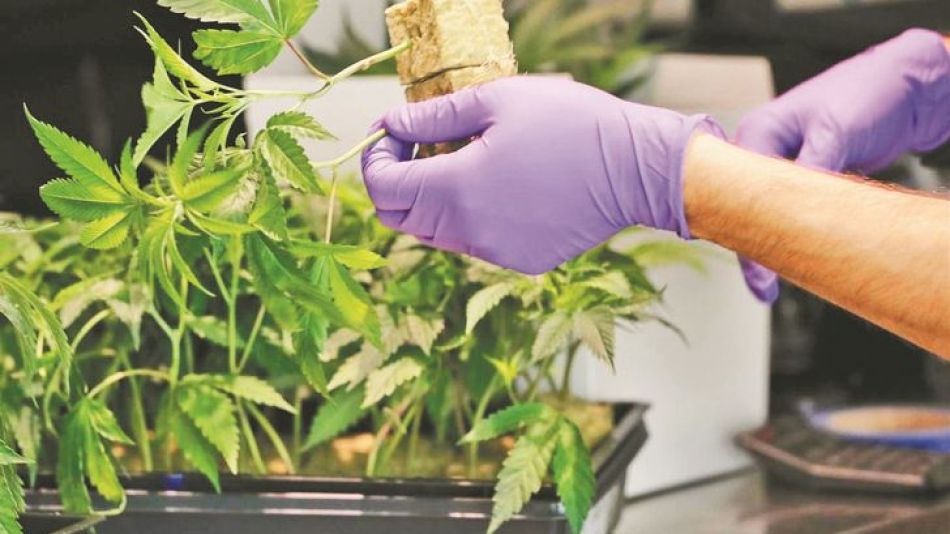 2021_01_10_cannabis_cedocperfil