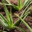 El cuidado del aloe vera