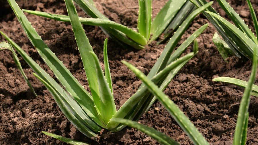 El cuidado del aloe vera