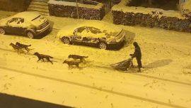 La persona al mando del trineo era Francisco Javier Talanco, quien desde hace 9 años practica el mushing, disciplina de carreras de trineos tirados por perros.