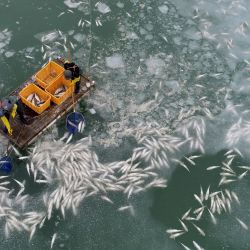 Los trabajadores recolectan salmonetes del hielo que murieron durante el reciente clima frío extremo en una granja de peces en el condado de Muan, en la costa suroeste de Corea del Sur. | Foto:STRINGER / YONHAP / AFP