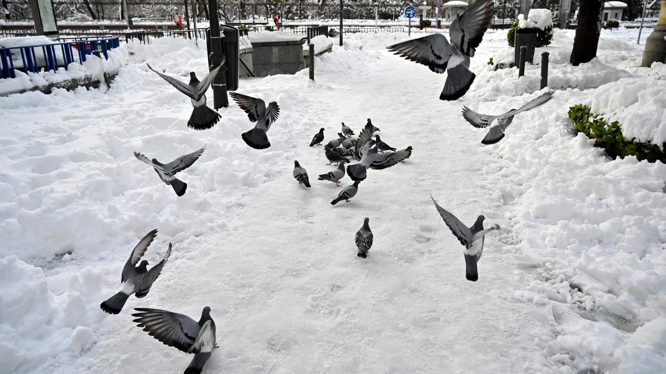 Las escuelas, los tribunales y los museos fueron cerrados en todo el centro de España durante dos días después de que la región fuera azotada por una gran tormenta de nieve.