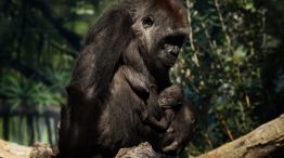 Los gorilas del zoo de San Diego fueron puestos en cuarentena.