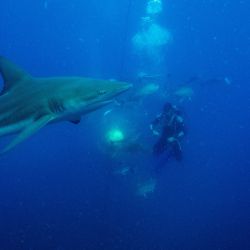 Gary Snodgrass agita un cebo de sardinas mientras buzos del Blue Ocean Dive Resort nada con tiburones de punta negra y otros peces durante una inmersión con tiburones cebados en Umkomaas cerca de Durban, Sudáfrica. | Foto:Michele Spatari / AFP