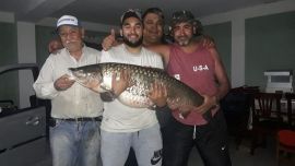 Más de una hora tuvieron que pelear, entre cinco personas, para poder atrapar al enorme pez.ada en un freezer.