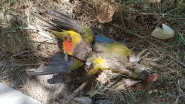 Hasta el momento, ya son más de 300 los ejemplares que aparecieron sin vida.