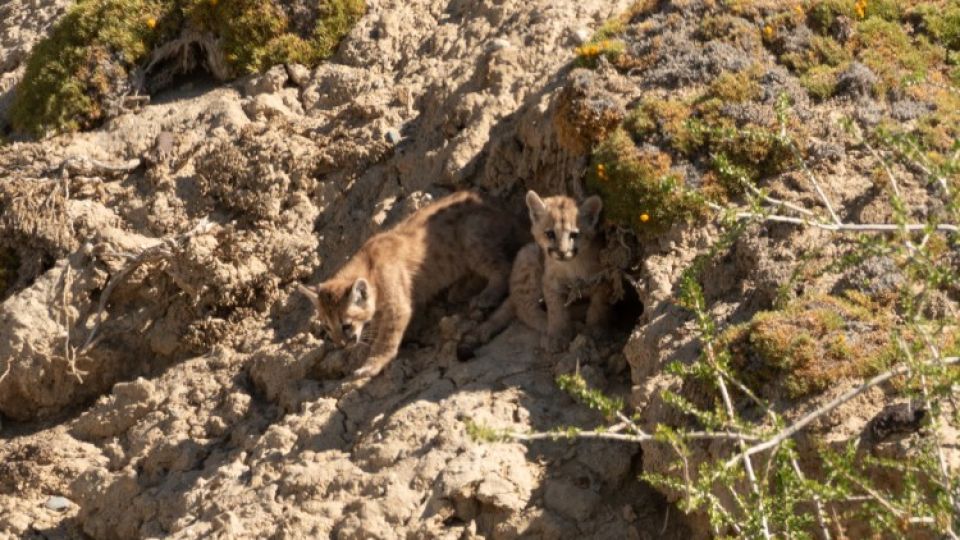 Cachorros puma