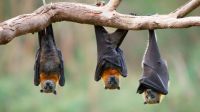  murciélago fructifero 20210115