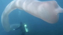 Al principio, los buzos creyeron que se trataba de una larga bolsa plástica.