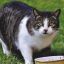 Los primeros signos que se observan en los gatos senior es que se vuelven menos activos y duermen más.