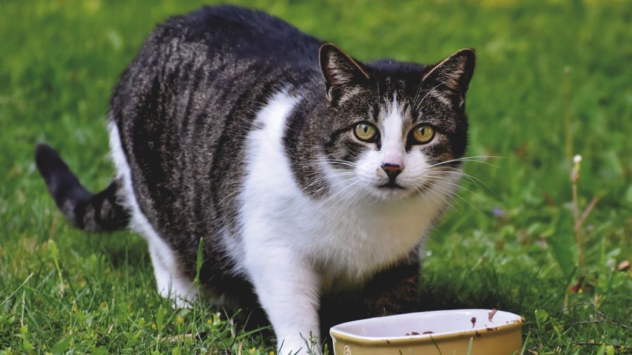 Los primeros signos que se observan en los gatos senior es que se vuelven menos activos y duermen más.