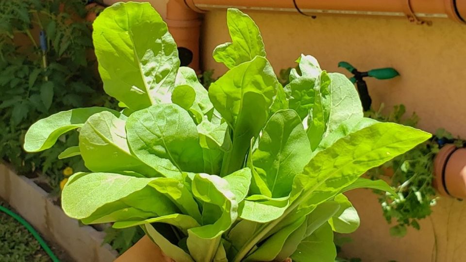 Cultivo de lechuga