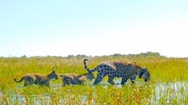La feliz mamá y sus dos pequeños cachorros ya están nuevamente en su hábitat natural. bertad.