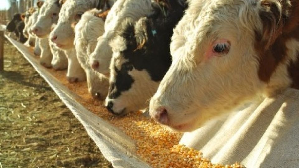 Según la FAO, se estima que la población creciente demandará un 73 % más de productos animales como carne y leche.