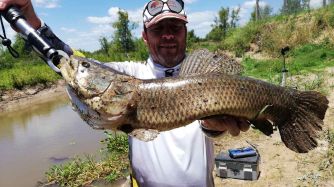 Excelentes dorados y tarariras desde la orilla de Villa Paranacito