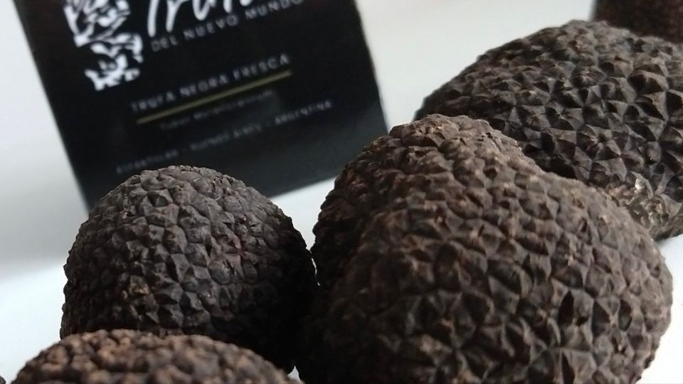 Las trufas negas son conocidas como "diamantes negros"