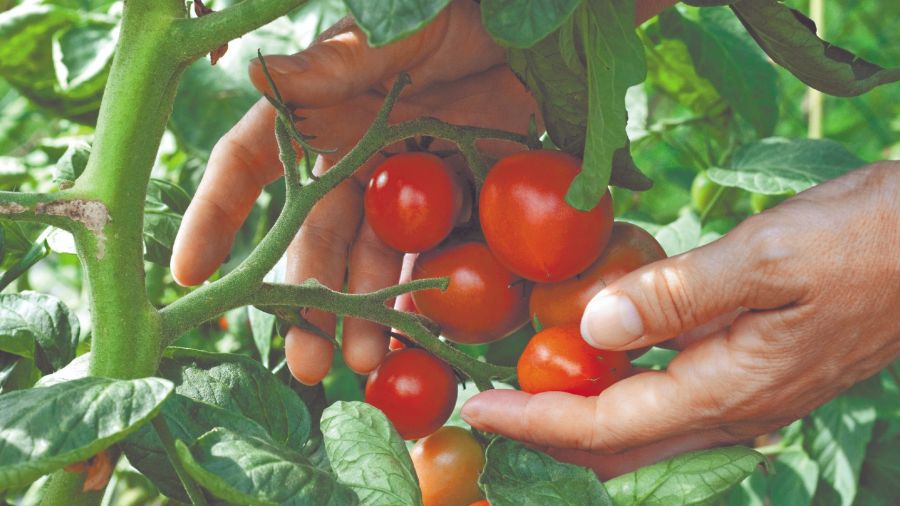 Podés comenzar a probar con plantas aromáticas porque requieren poco cuidado y se defienden solas de insectos.
