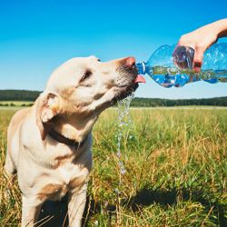 Ante las altas temperaturas es fundamental que las mascotas estén bien hidratadas.