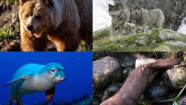 21 especies de aves y 17 de mamíferos han tenido la suerte de no extinguirse en los últimos casi 30 años.