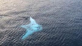 La escpectacular mantarraya blanca sorprendió a todos los turistas del barco.